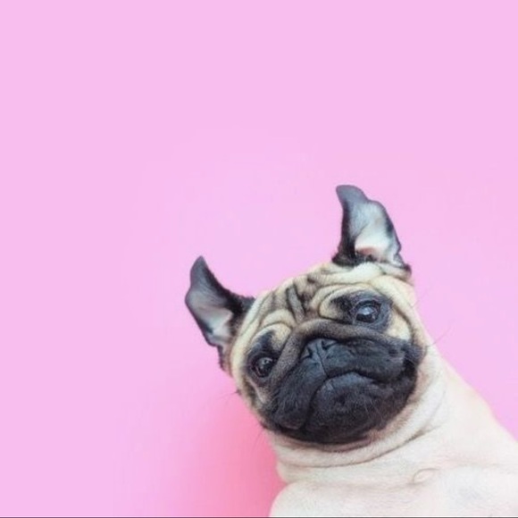 Meet your Posher, Liz - Picture 1 of 1